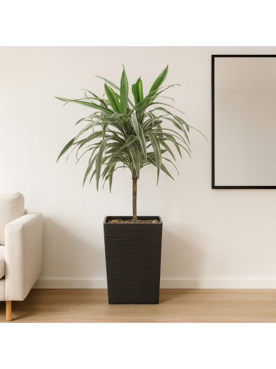 Живые деревья M.A DRACENA 