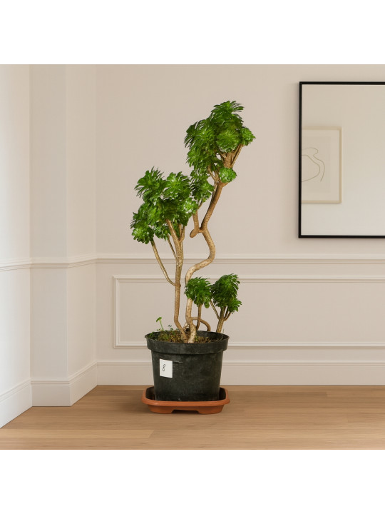 Living trees M.A EONIUM 