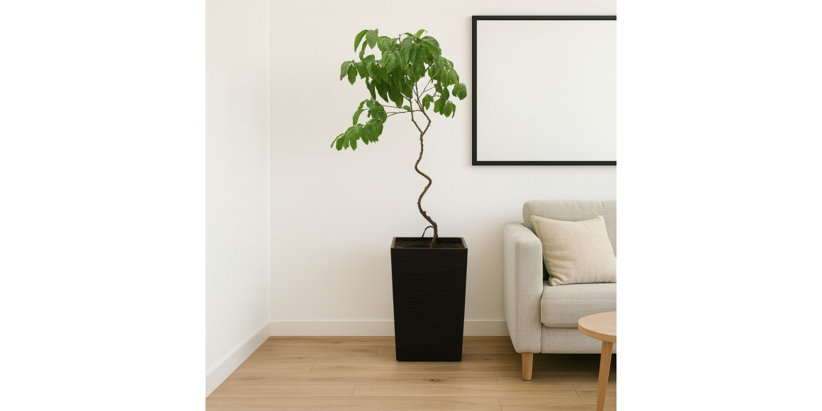 Բնական ծառեր M.A LIMON (H) 