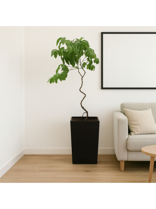 Living trees M.A LIMON (H) 