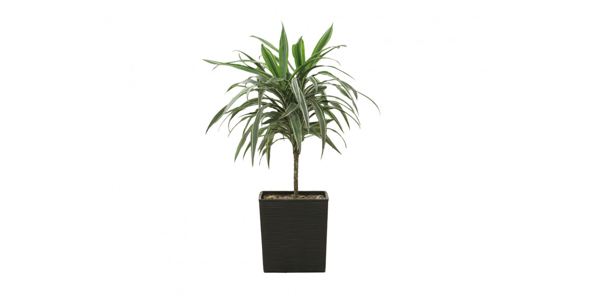 Բնական ծառեր M.A DRACENA 