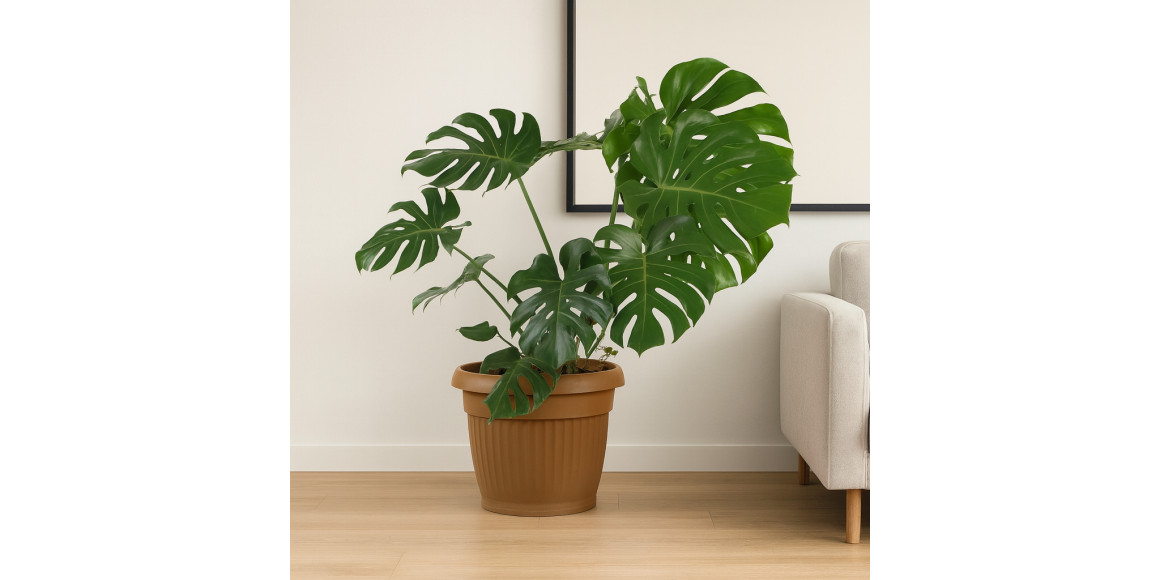 Живые деревья M.A MONSTERA 