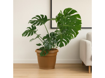 Բնական ծառեր M.A MONSTERA 