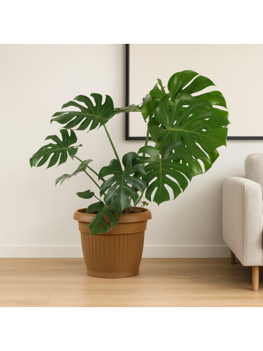 Живые деревья M.A MONSTERA 