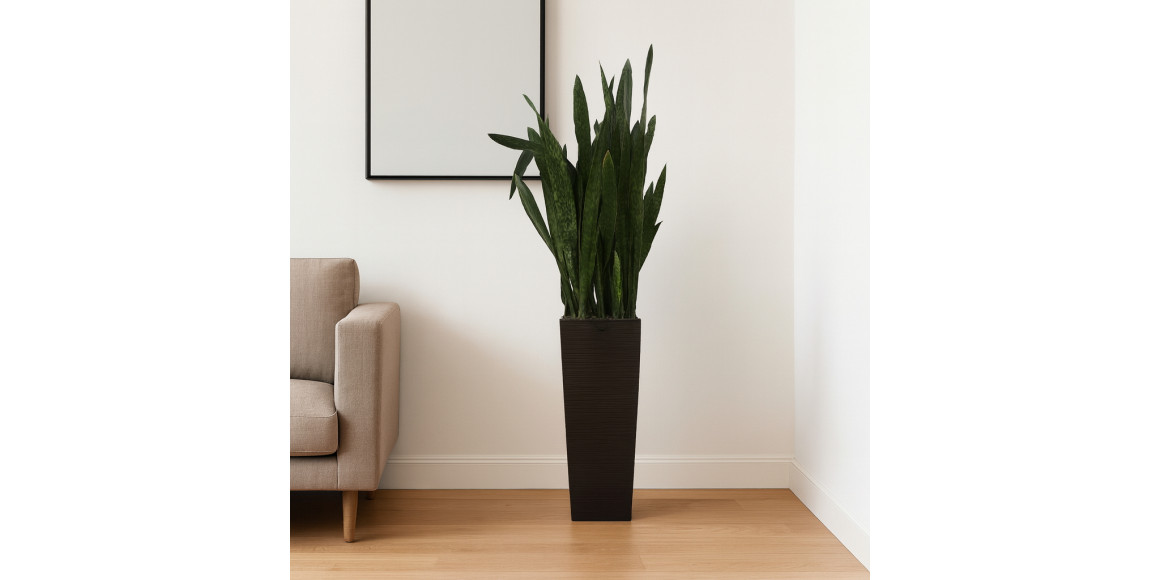 Բնական ծառեր M.A SANSEVERIA (G) 