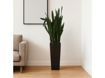Living trees M.A SANSEVERIA (G) 