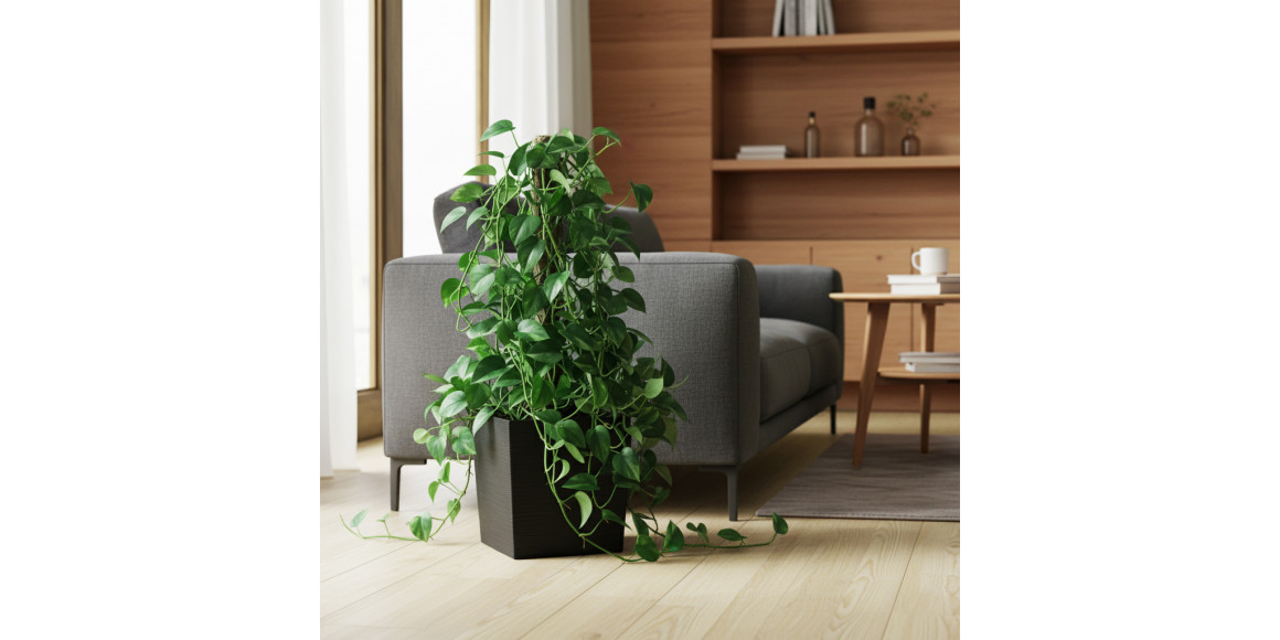 Living trees M.A SINGAPSUS 2 