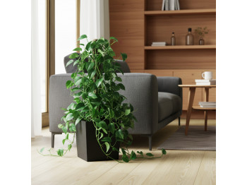 Բնական ծառեր M.A SINGAPSUS 2 