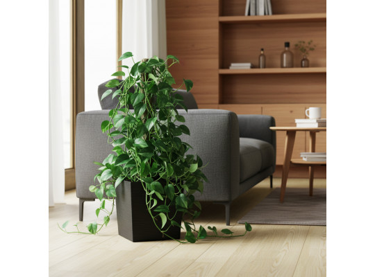 Живые деревья M.A SINGAPSUS 2 