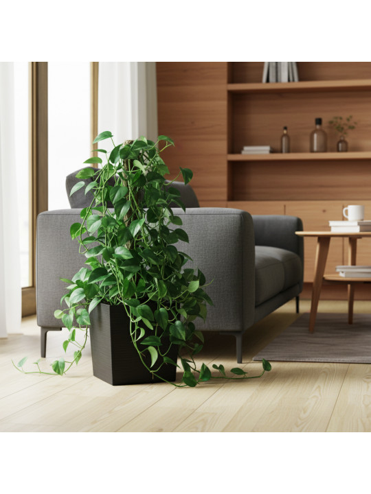 Բնական ծառեր M.A SINGAPSUS 2 