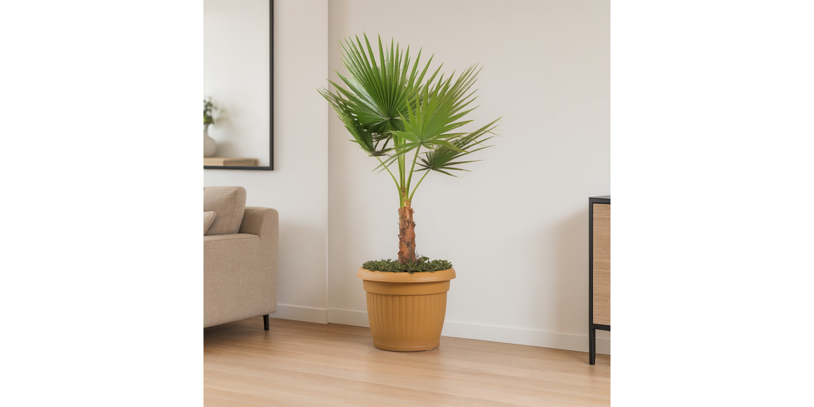 Բնական ծառեր M.A WASHINGTONIA 