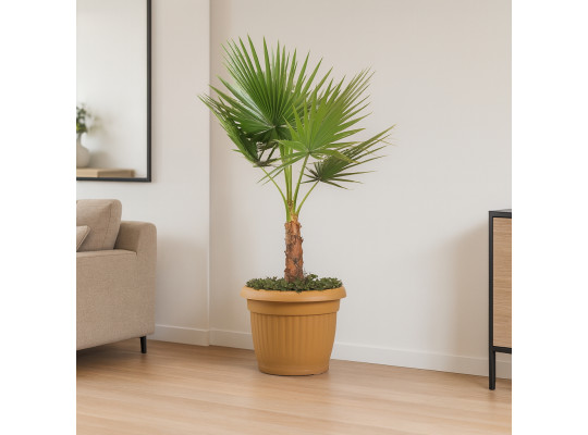 Բնական ծառեր M.A WASHINGTONIA 