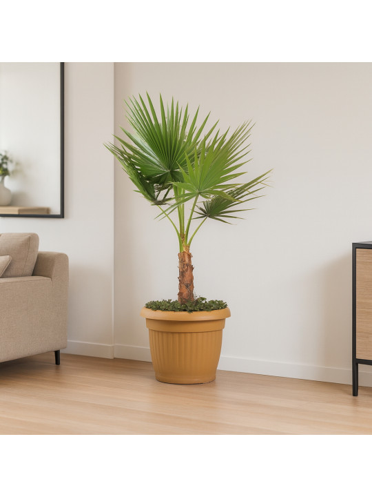 Живые деревья M.A WASHINGTONIA 