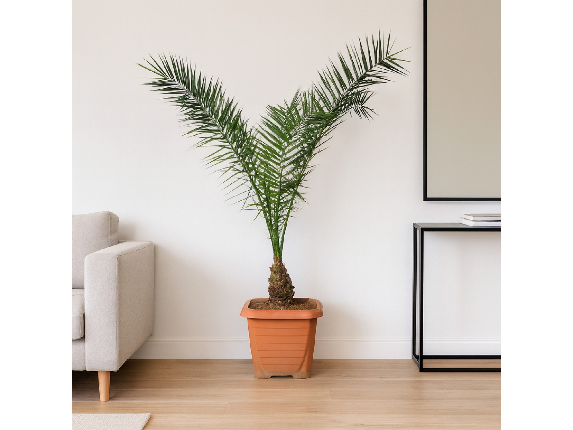 Living trees M.A XURMA VRACAKAN PALMANER  Living trees M.A XURMA VRACAKAN PALMANER