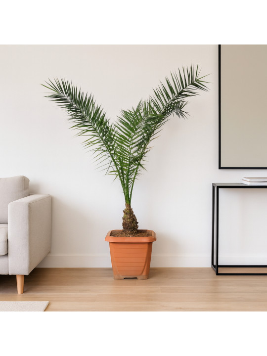 Living trees M.A XURMA VRACAKAN PALMANER  Living trees M.A XURMA VRACAKAN PALMANER