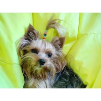 Accessories for pets PET SCRUNCHY (726007-230)
