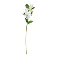 Ծաղիկներ KOOPMAN TIGER LILY STEM 95CM 4ASS CL (469678) (318800350)