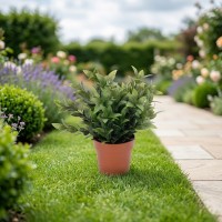 Flowers KOOPMAN PLANT 10 INCH PLASTIC IN POT (317002020)