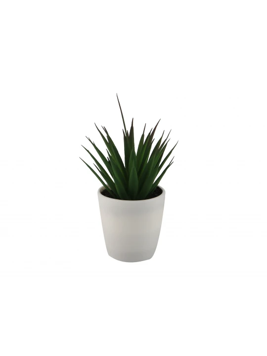 Flowers KOOPMAN PLANTS IN WHITE POT 12ASS (317354160)