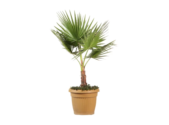 Բնական ծառեր M.A WASHINGTONIA 