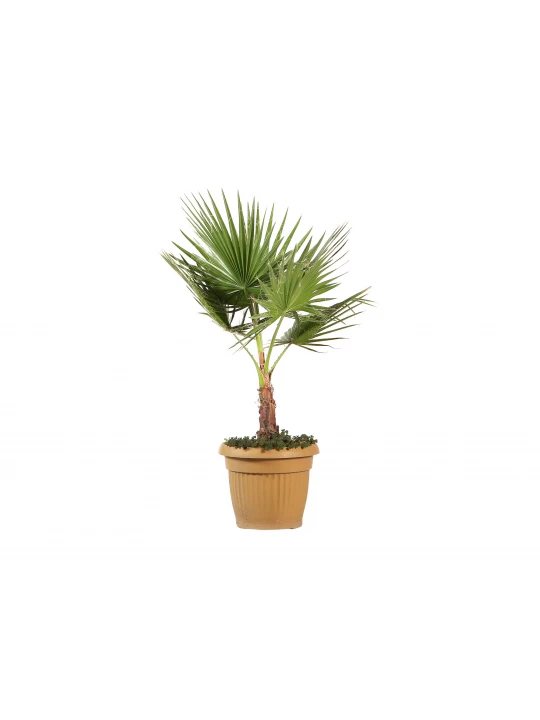 Живые деревья M.A WASHINGTONIA 