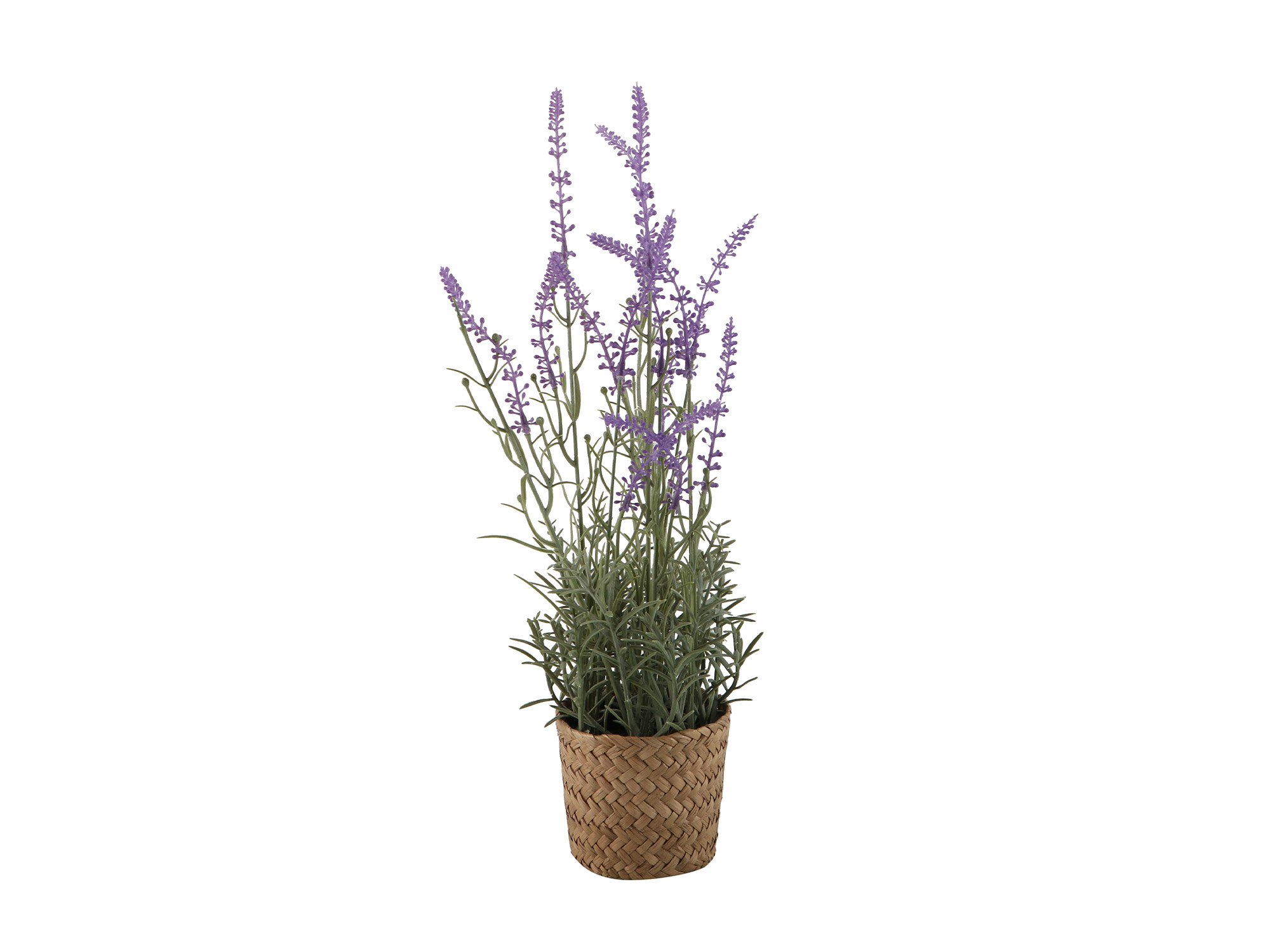 flowers KOOPMAN LAVANDER